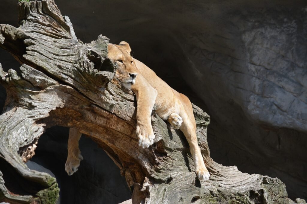 animal, lioness, lazy